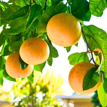 Buy Citrus × Paradisi - Plant Online at Lalitenterprise