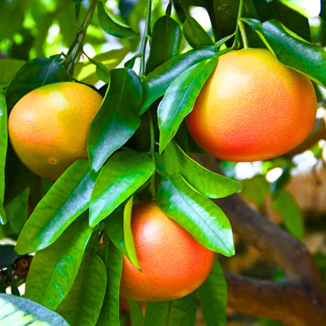 Buy Pomelo - Plant Online at Lalitenterprise