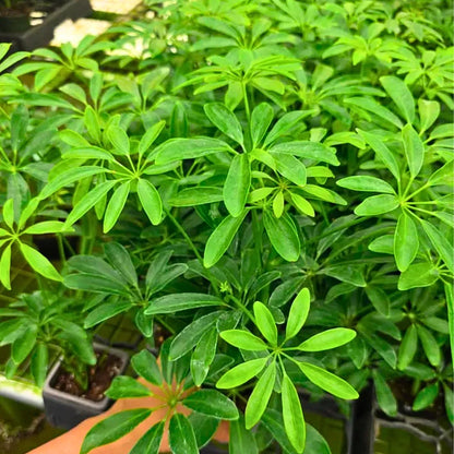 Buy Green Brassia (Schefflera Actinophylla) - Plant Online at Lalitenterprise