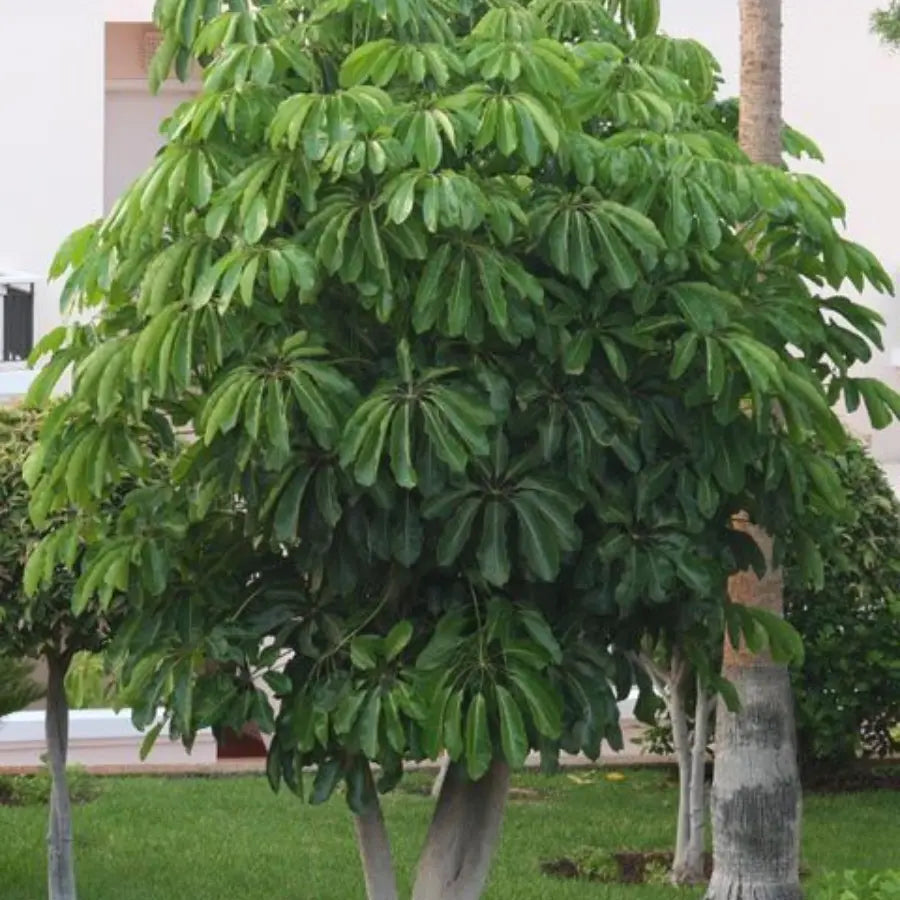 Buy Green Brassia (Schefflera Actinophylla) - Plant Online at Lalitenterprise