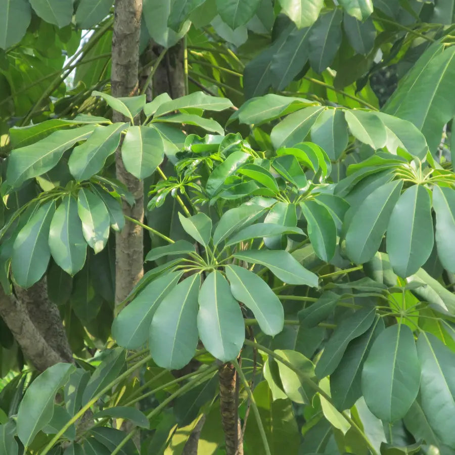 Buy Green Brassia (Schefflera Actinophylla) - Plant Online at Lalitenterprise