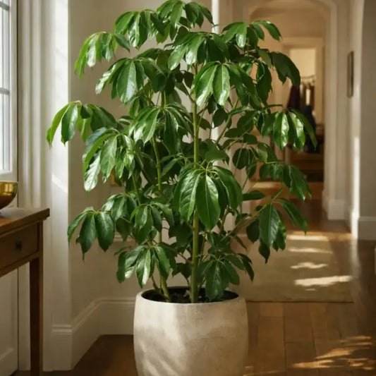 Buy Green Brassia (Schefflera Actinophylla) - Plant Online at Lalitenterprise