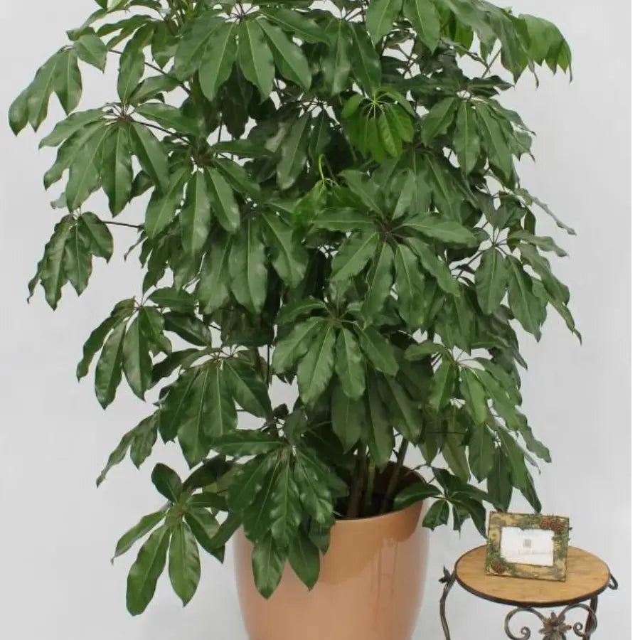 Buy Green Brassia (Schefflera Actinophylla) - Plant Online at Lalitenterprise