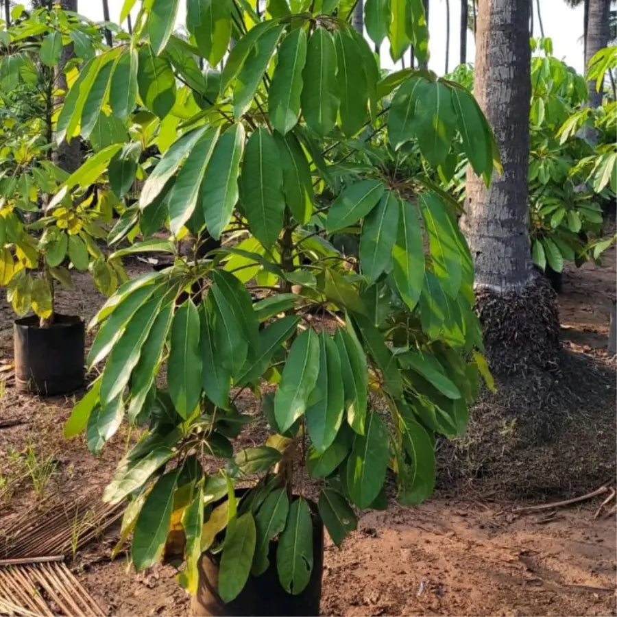 Buy Green Brassia (Schefflera Actinophylla) - Plant Online at Lalitenterprise
