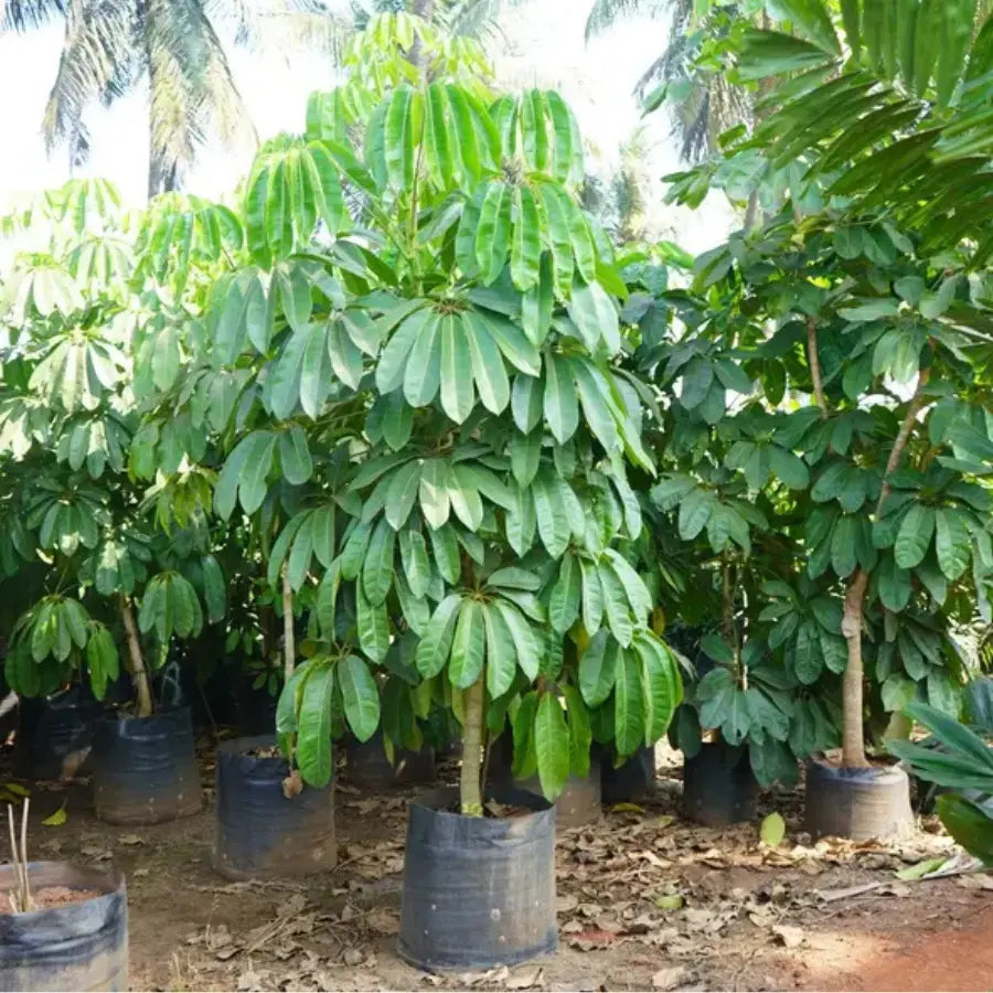 Buy Green Brassia (Schefflera Actinophylla) - Plant Online at Lalitenterprise