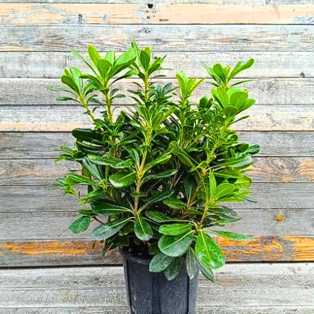 Buy Green Pittosporum (Japanese Cheesewood) - Plant Online at Lalitenterprise