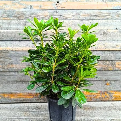 Buy Green Pittosporum (Japanese Cheesewood) - Plant Online at Lalitenterprise