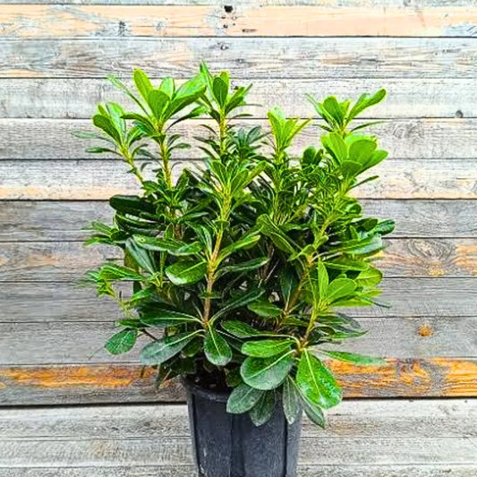 Buy Green Pittosporum (Japanese Cheesewood) - Plant Online at Lalitenterprise