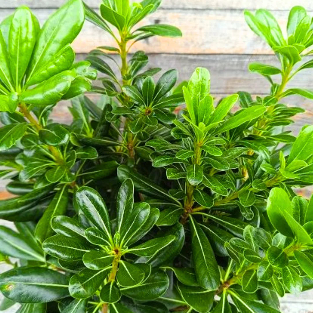 Buy Green Pittosporum (Japanese Cheesewood) - Plant Online at Lalitenterprise