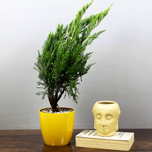 Buy Green London Pine - Plant Online at Llaitenterprise