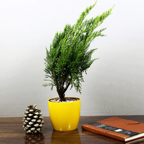 Buy Green London Pine - Plant Online at Llaitenterprise