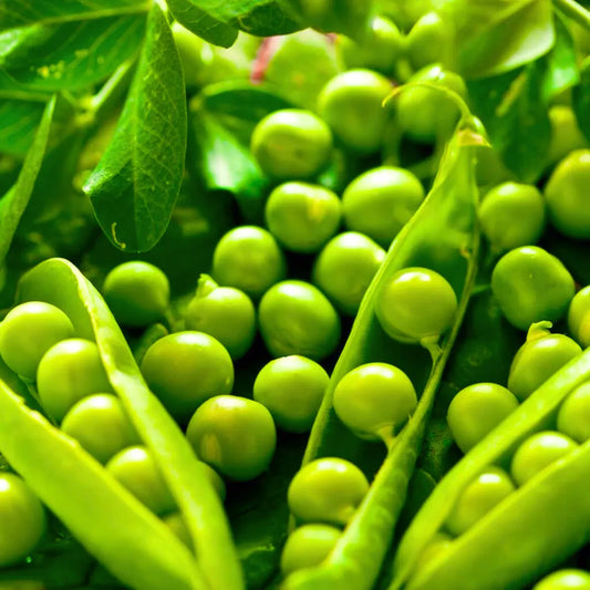 Buy Green Peas (Matar) Seeds Online at Lalitenterprise
