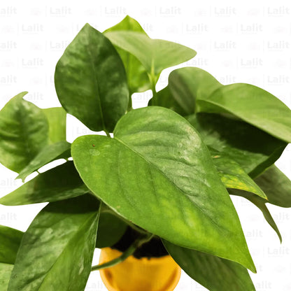 Buy Epipremnum Aureum - Plant Online at Lalitenterprise