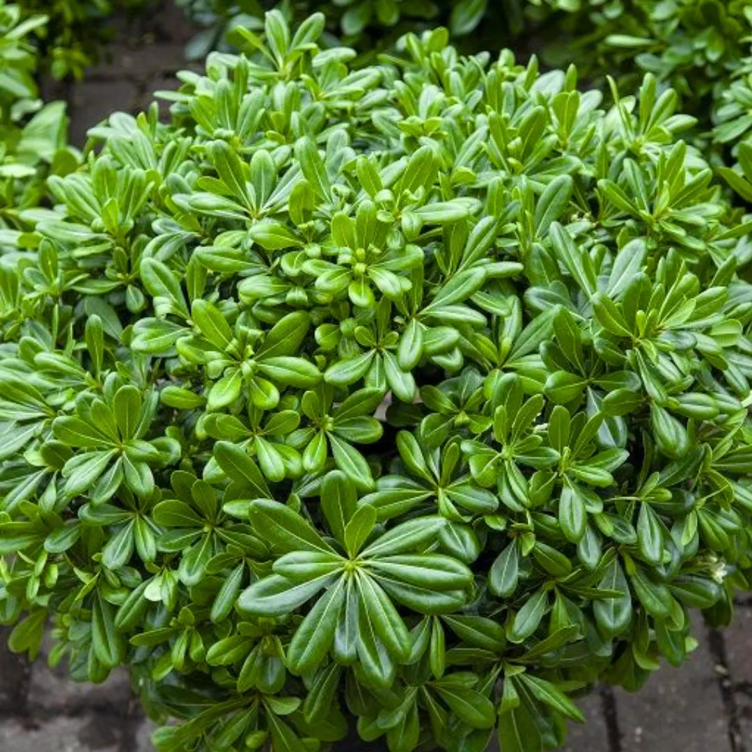 Buy Green Pittosporum (Japanese Cheesewood) - Plant Online at Lalitenterprise