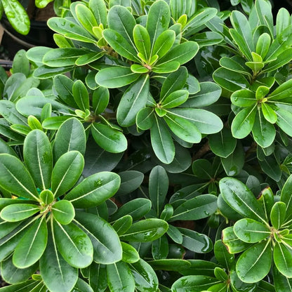 Buy Green Pittosporum (Japanese Cheesewood) - Plant Online at Lalitenterprise