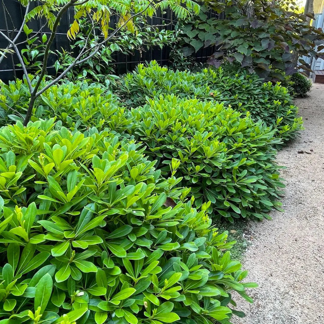 Buy Green Pittosporum (Japanese Cheesewood) - Plant Online at Lalitenterprise