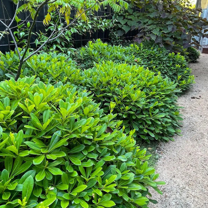 Buy Green Pittosporum (Japanese Cheesewood) - Plant Online at Lalitenterprise