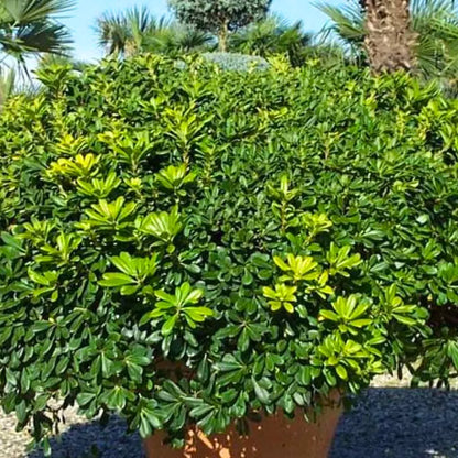 Buy Green Pittosporum (Japanese Cheesewood) - Plant Online at Lalitenterprise