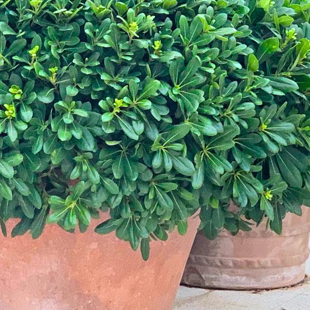 Buy Green Pittosporum (Japanese Cheesewood) - Plant Online at Lalitenterprise