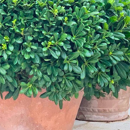 Buy Green Pittosporum (Japanese Cheesewood) - Plant Online at Lalitenterprise