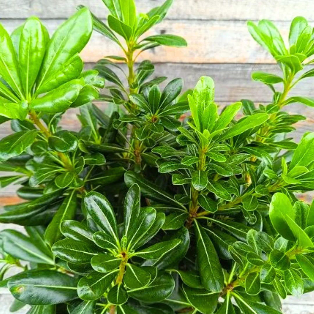 Buy Green Pittosporum (Japanese Cheesewood) - Plant Online at Lalitenterprise