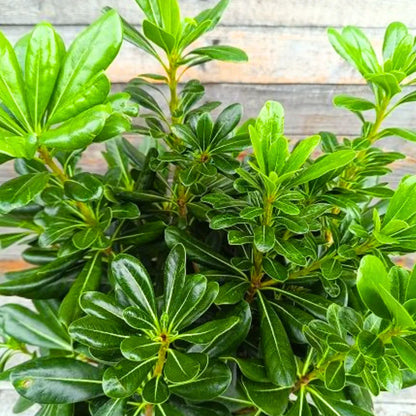 Buy Green Pittosporum (Japanese Cheesewood) - Plant Online at Lalitenterprise