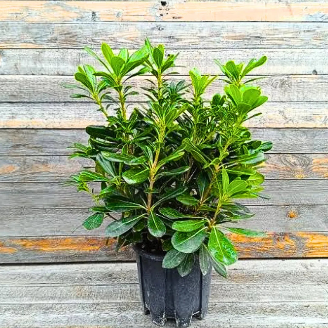 Buy Green Pittosporum (Japanese Cheesewood) - Plant Online at Lalitenterprise
