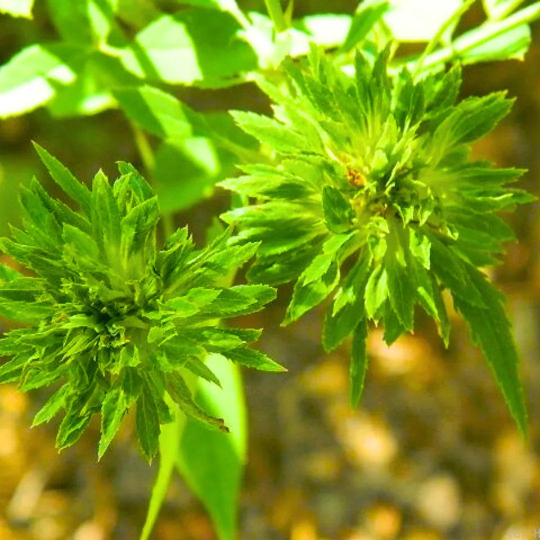 Green Rose (Rosa Chinensis Viridiflora) - Plant – Lalit Enterprise