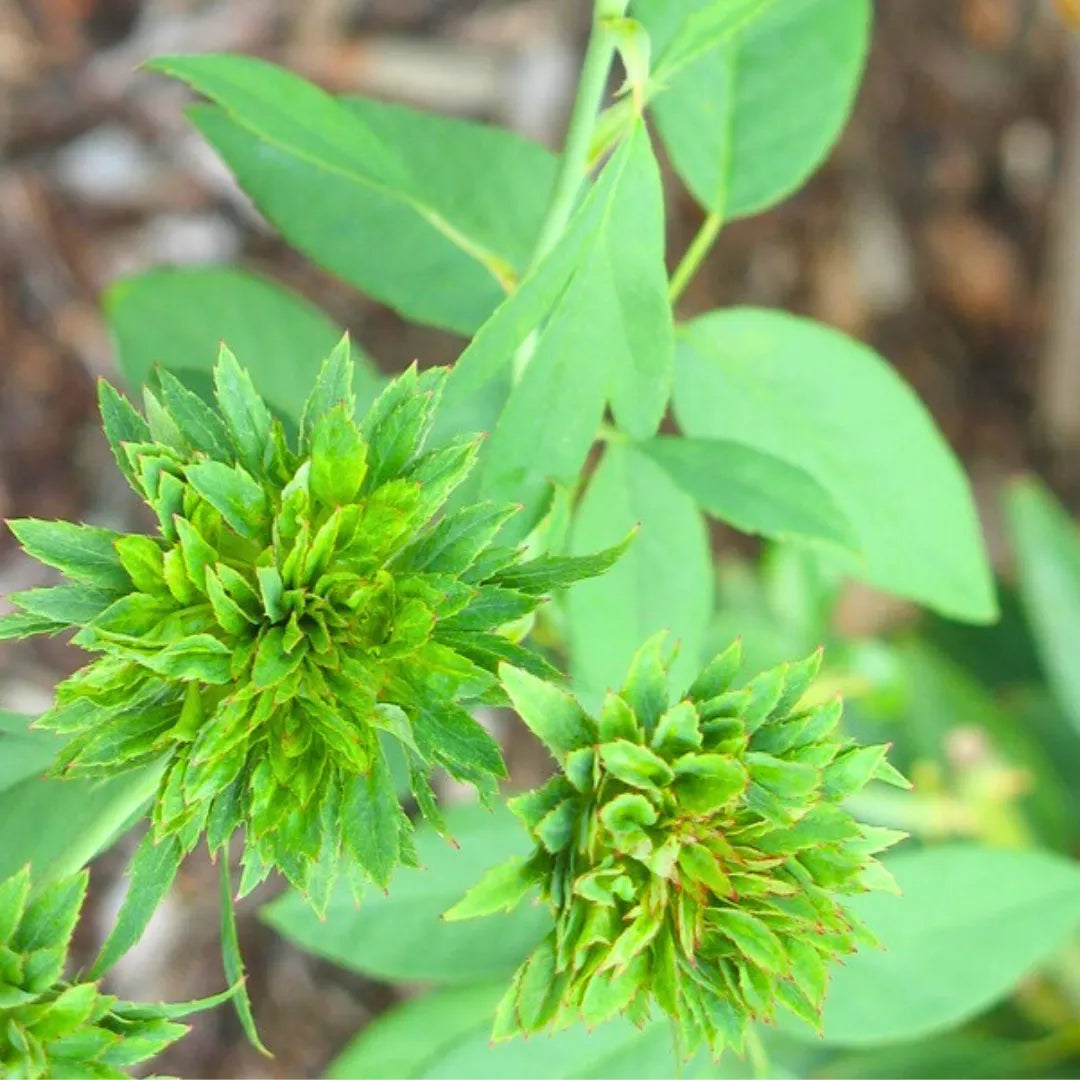 Green Rose (Rosa Chinensis Viridiflora) - Plant – Lalit Enterprise