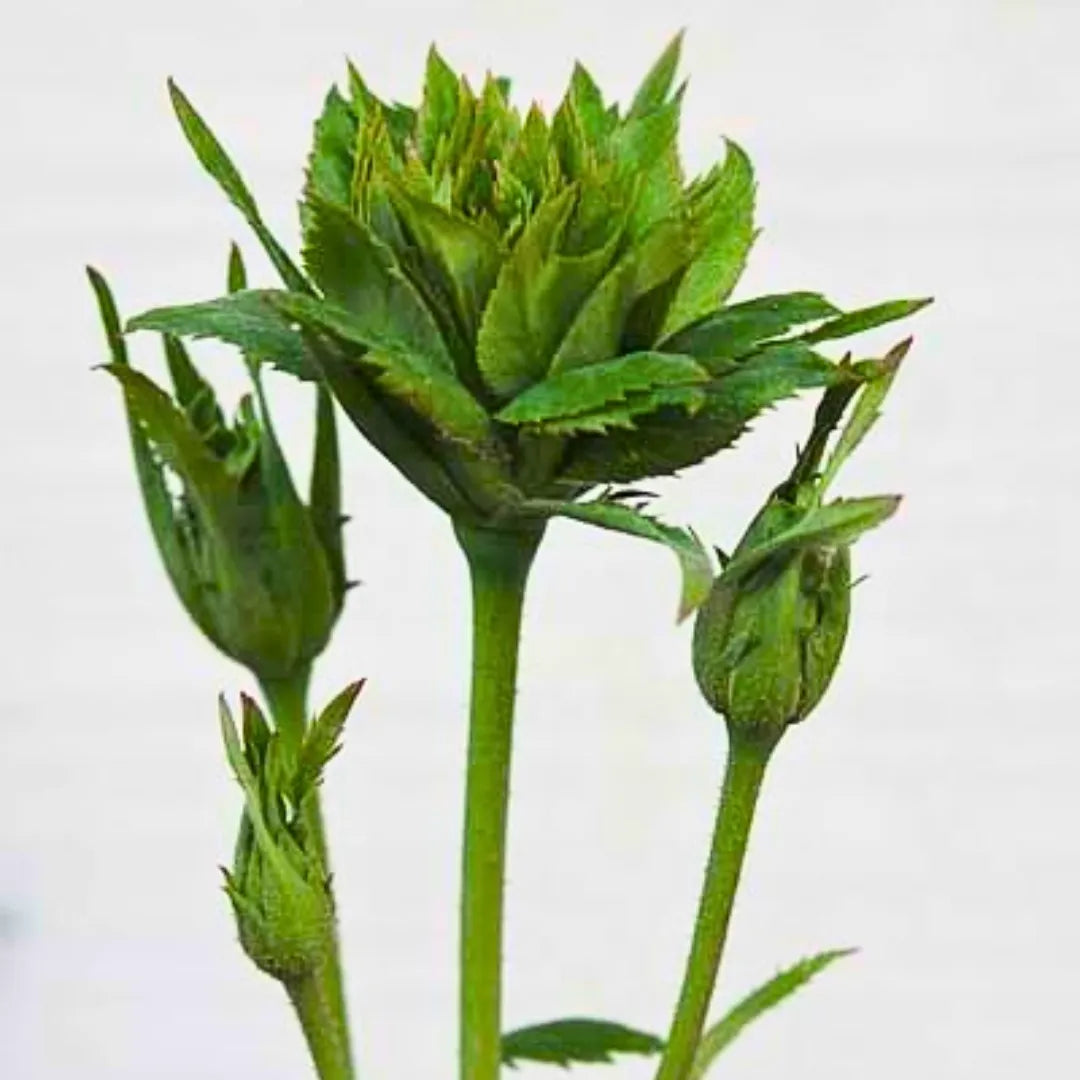 Green Rose (Rosa Chinensis Viridiflora) - Plant – Lalit Enterprise