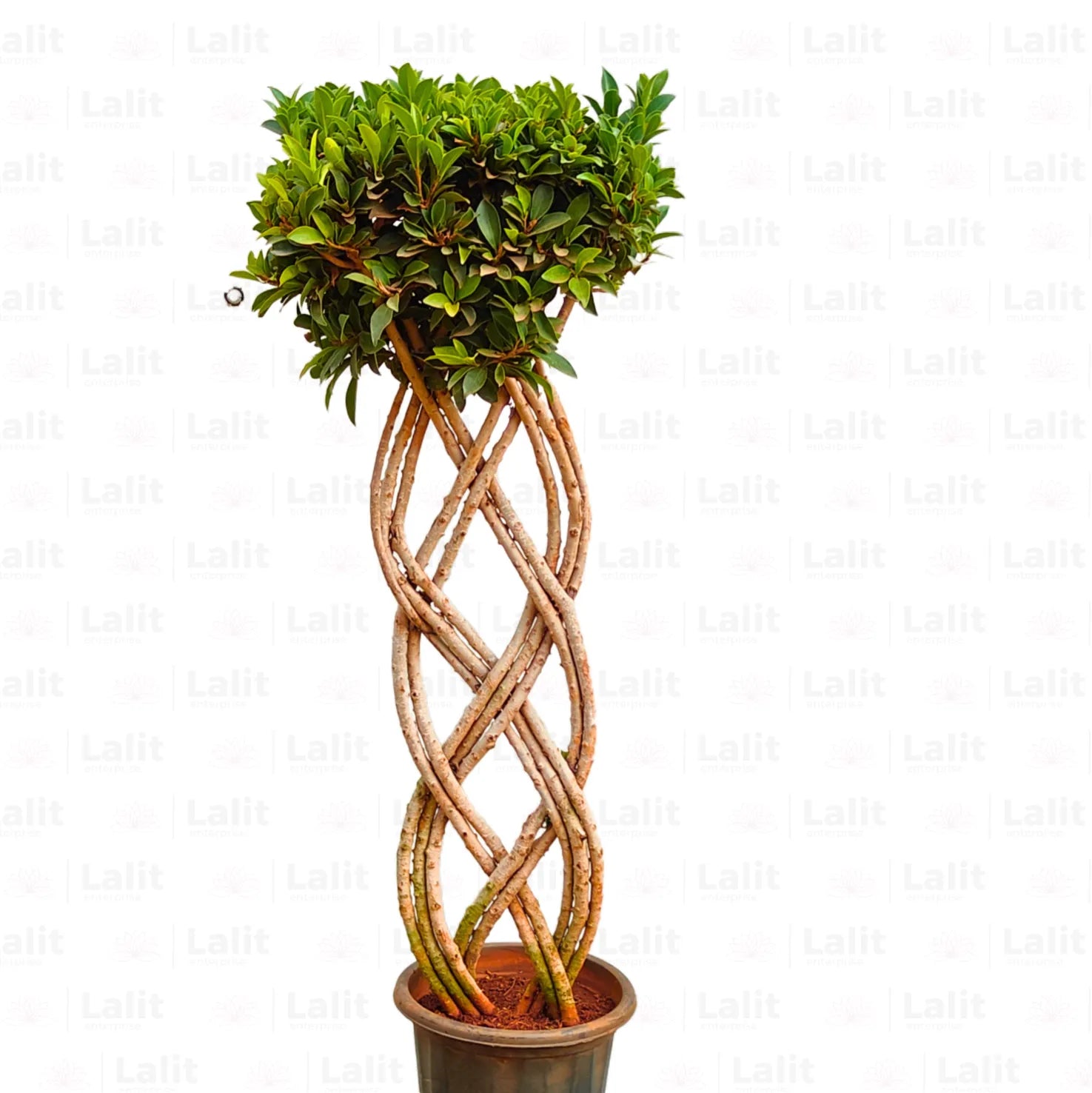Buy Grided Ficus "2 Layer" - Plant Online at Lalitenterprise