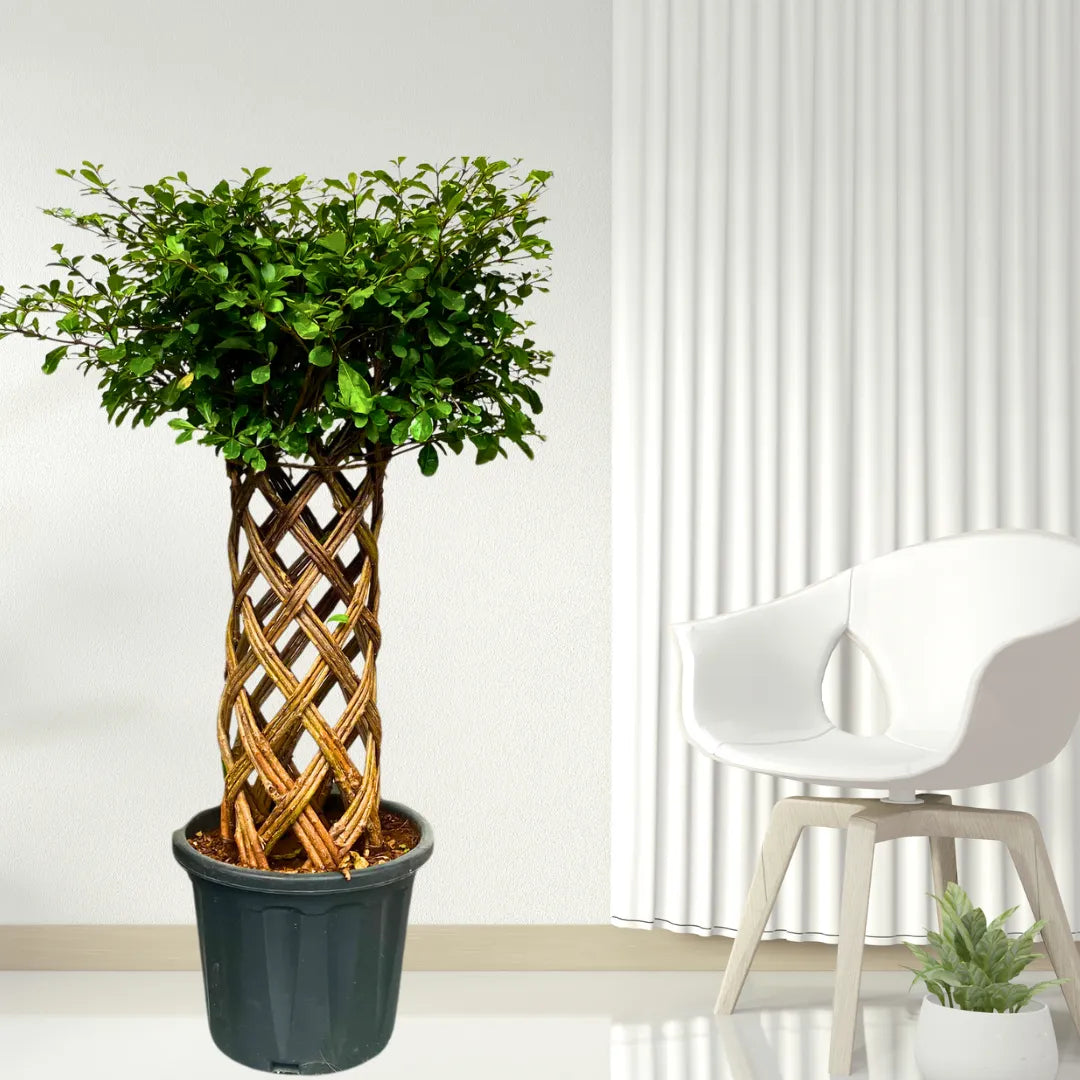 Buy Netted Ficus Tree (Grided Ficus) "Round Shape" - Plant Online at Lalitenterprise