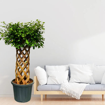 Buy Netted Ficus Tree (Grided Ficus) "Round Shape" - Plant Online at Lalitenterprise