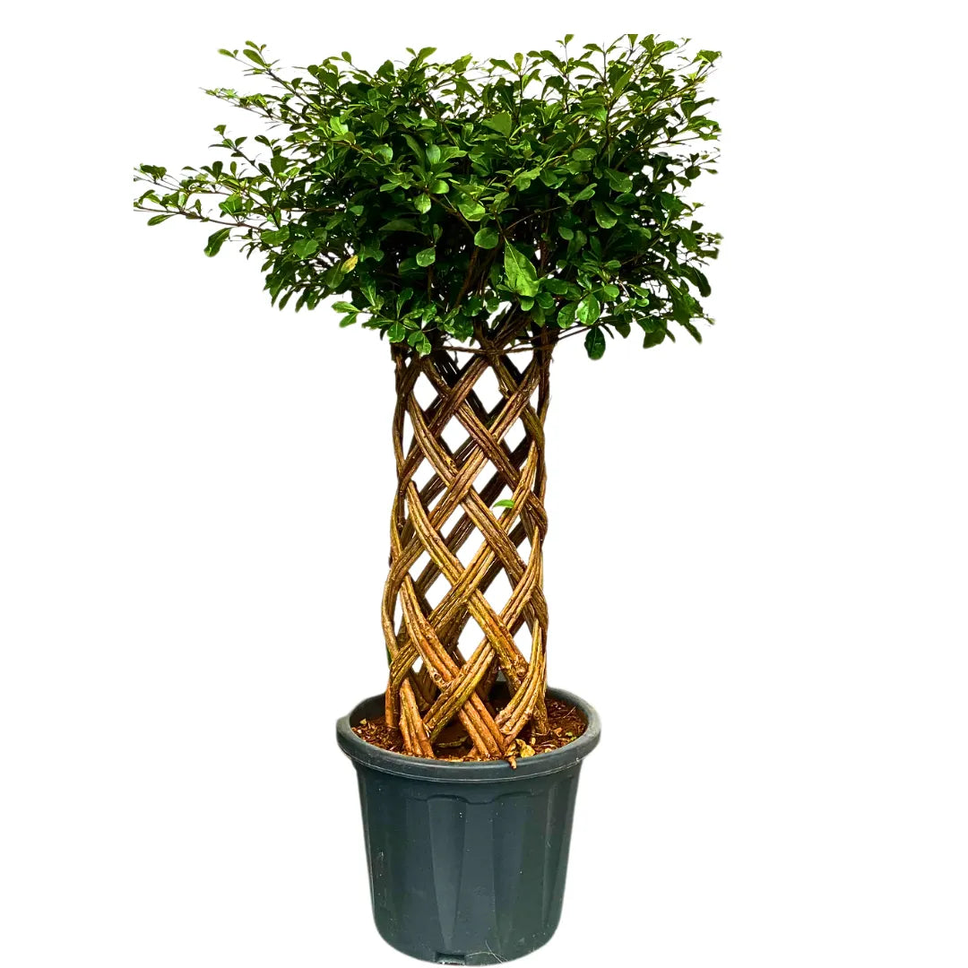 Buy Netted Ficus Tree (Grided Ficus) "Round Shape" - Plant Online at Lalitenterprise