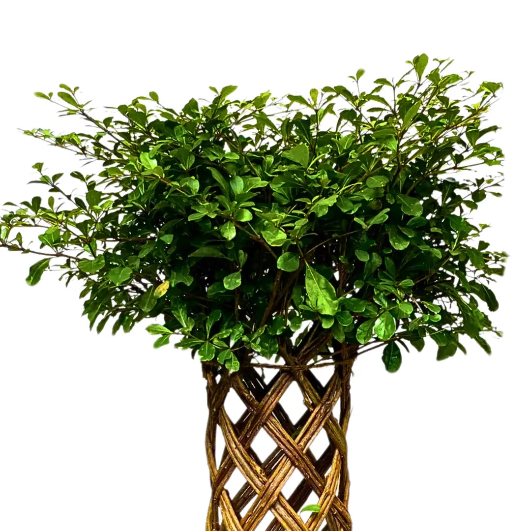 Buy Netted Ficus Tree (Grided Ficus) "Round Shape" - Plant Online at Lalitenterprise