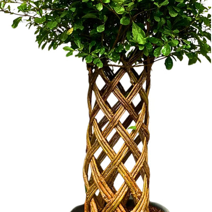 Buy Netted Ficus Tree (Grided Ficus) "Round Shape" - Plant Online at Lalitenterprise