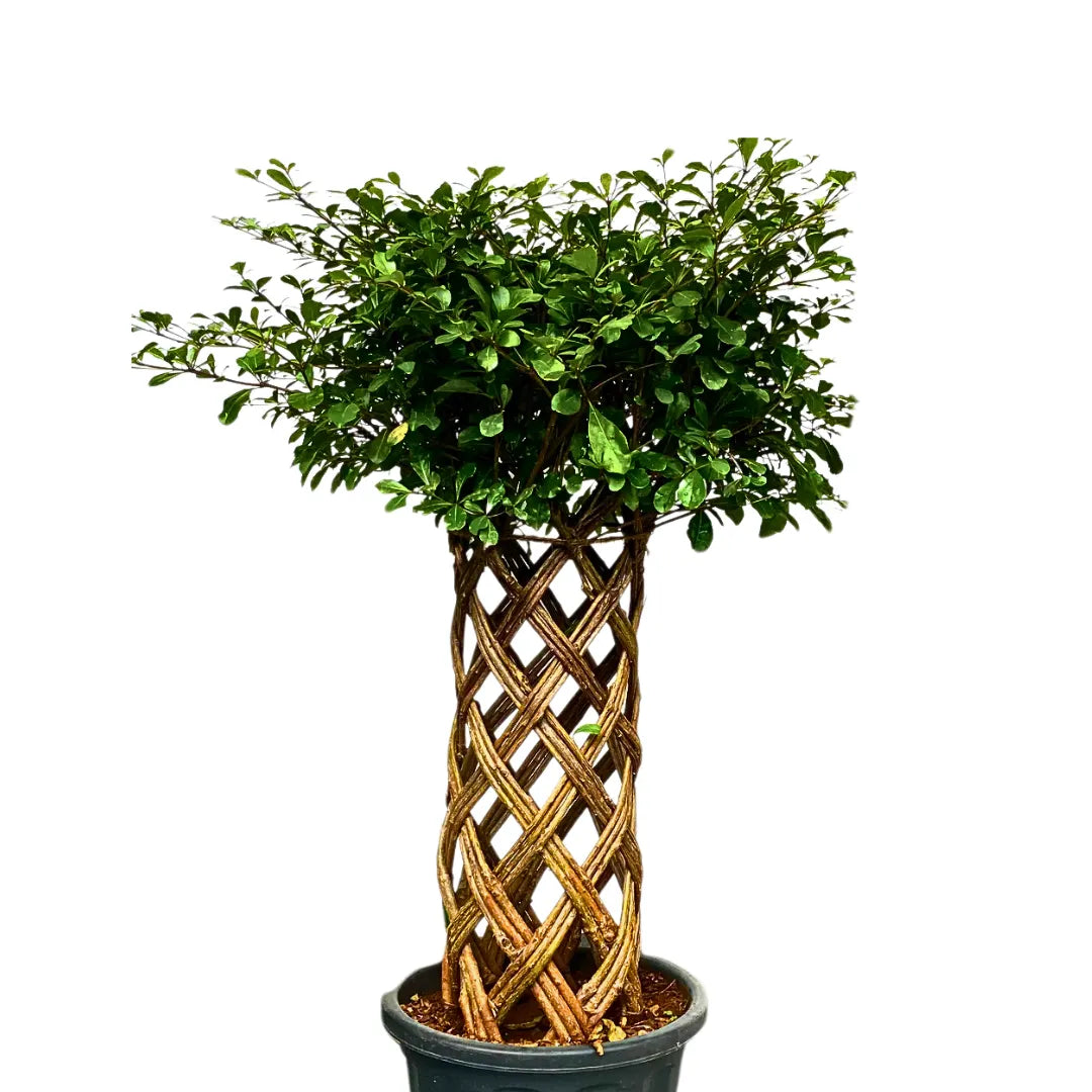 Buy Netted Ficus Tree (Grided Ficus) "Round Shape" - Plant Online at Lalitenterprise