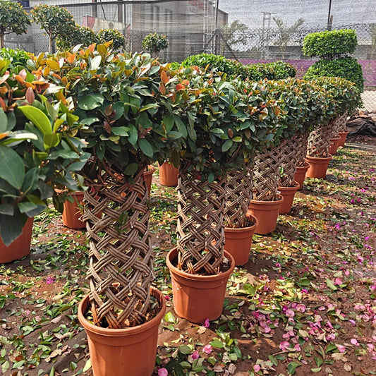 Buy Netted Ficus Tree (Grided Ficus) "Round Shape" - Plant Online at Lalitenterprise