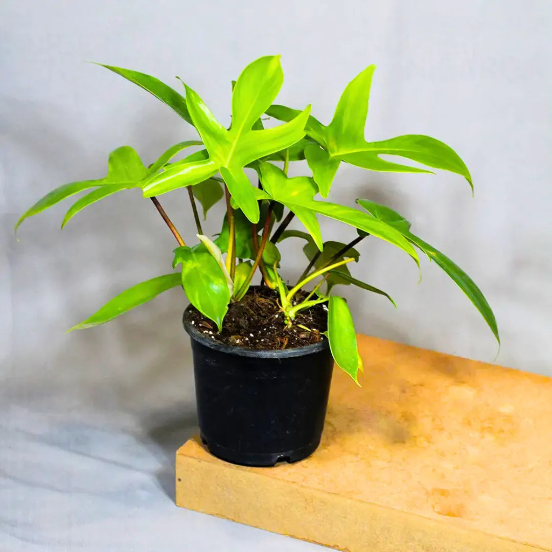 Buy Philodendron Florida Ghost – Plant Online at Lalitenterprise