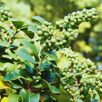 Buy Guggul (Commiphora wightii) - Plant Online at Lalitenterprise