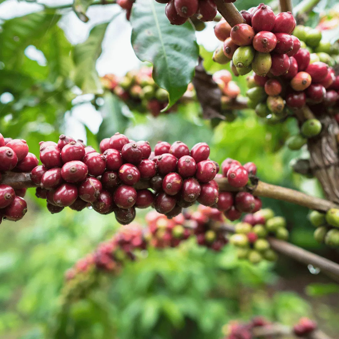 Buy Cluster fig, Gular fig  Plant Online at Lalitenterprise