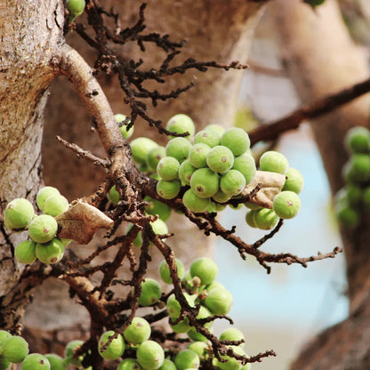 Buy Cluster fig, Gular fig Plant Online at Lalitenterprise