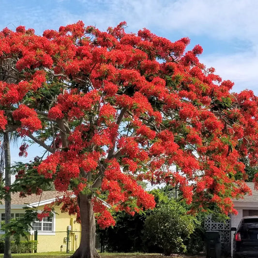 Buy Delonix regia Plant - Lalit enterprise