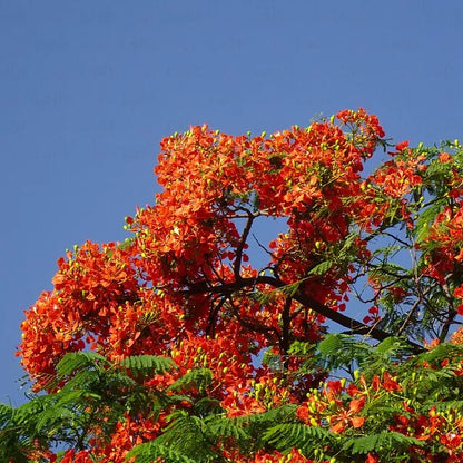 Buy Gulmohar Plant Online at Lalitenterprise