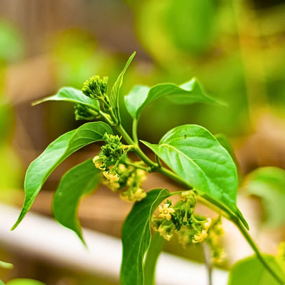 Buy Gurmar | Gudmar - Plant Online at Lalitenterprise