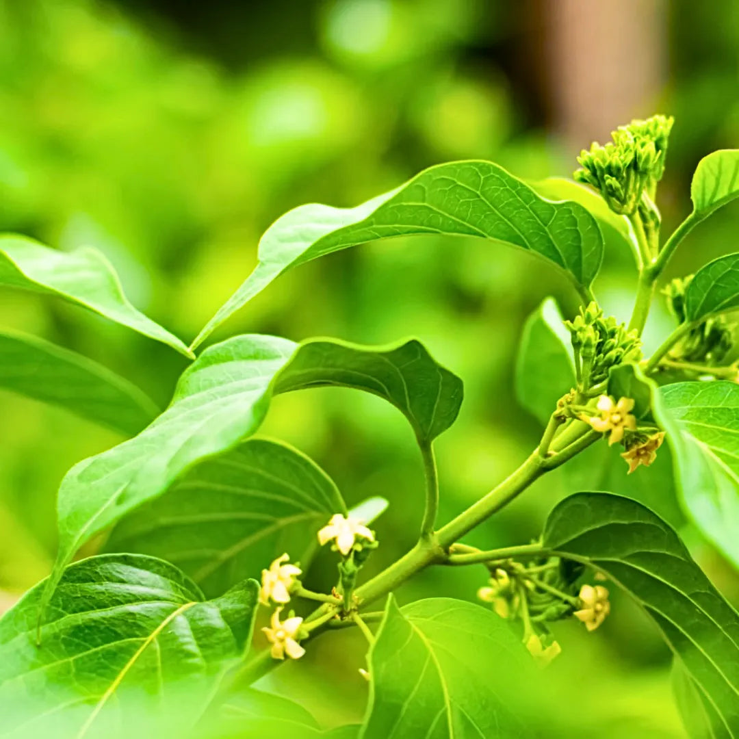 Buy Gurmar | Gudmar (Gymnema Sylvestre) - Plant Online at Lalitenterprise