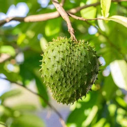 Buy Hanuman Phal "Grafted" (Annona Cherimola) - Plant Online at Lalitenterprise