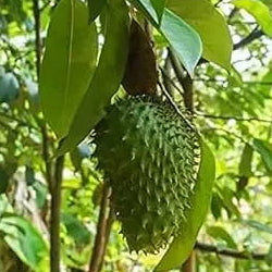 Buy Hanuman Phal "Grafted" (Annona Cherimola) - Plant Online at Lalitenterprise
