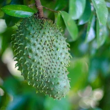 Buy Hanuman Phal "Grafted" (Annona Cherimola) - Plant Online at Lalitenterprise