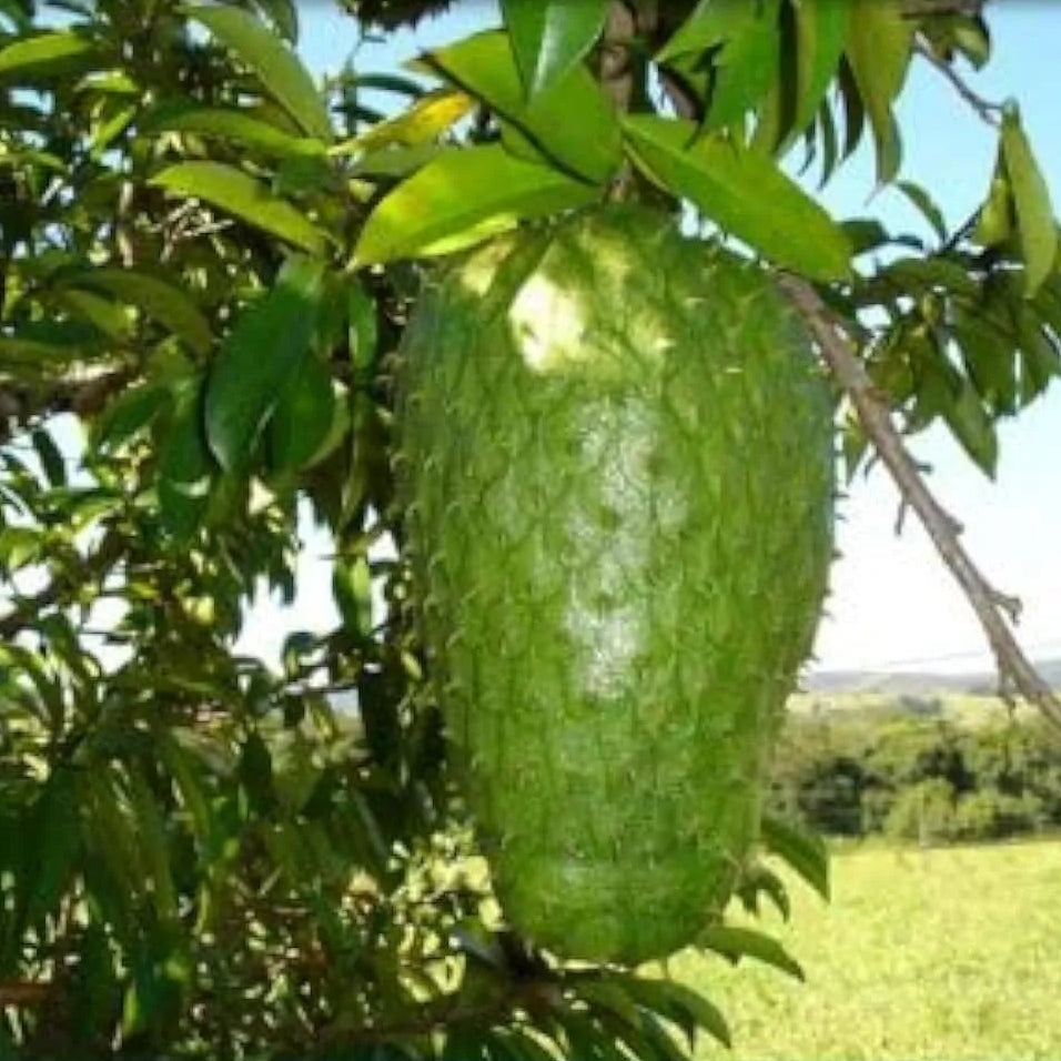 Buy Hanuman Phal "Grafted" (Annona Cherimola) - Plant Online at Lalitenterprise